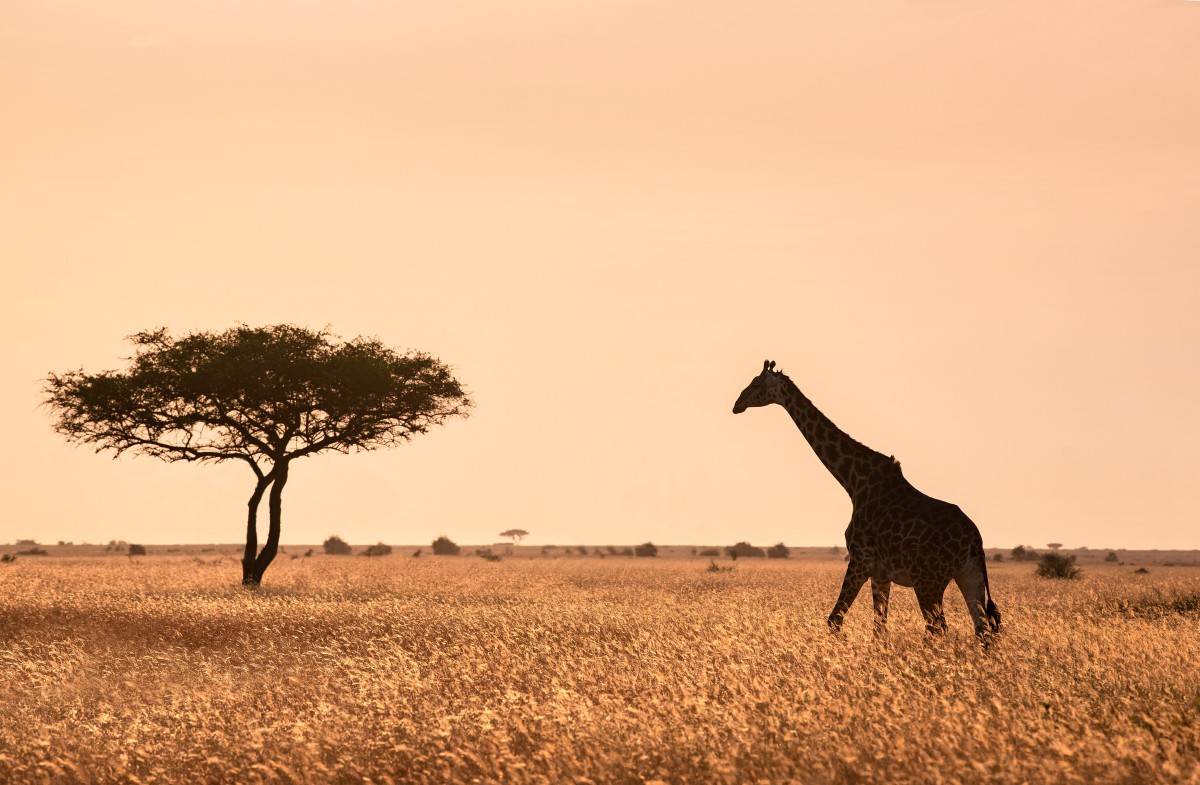 Safari Duma